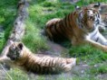 /album/fotogalereya/kartinki24-ru-animals-ltiger-0005-jpg/